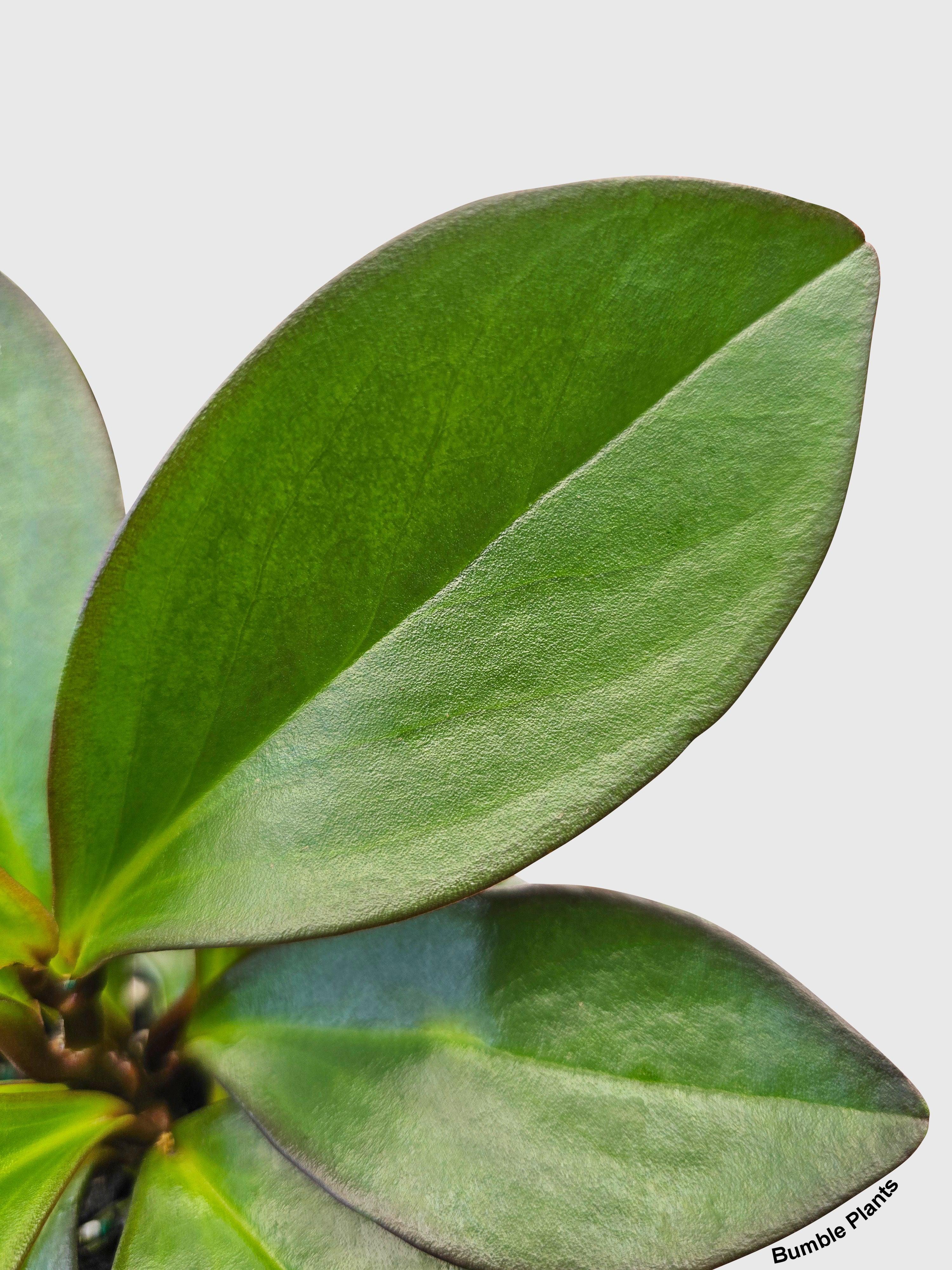 Peperomia Clusiifolia 'Red Eagle' - Bumble Plants