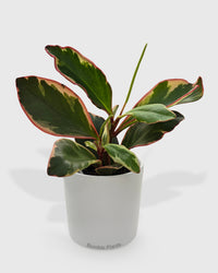 Peperomia Clusiifolia 'Ginny'