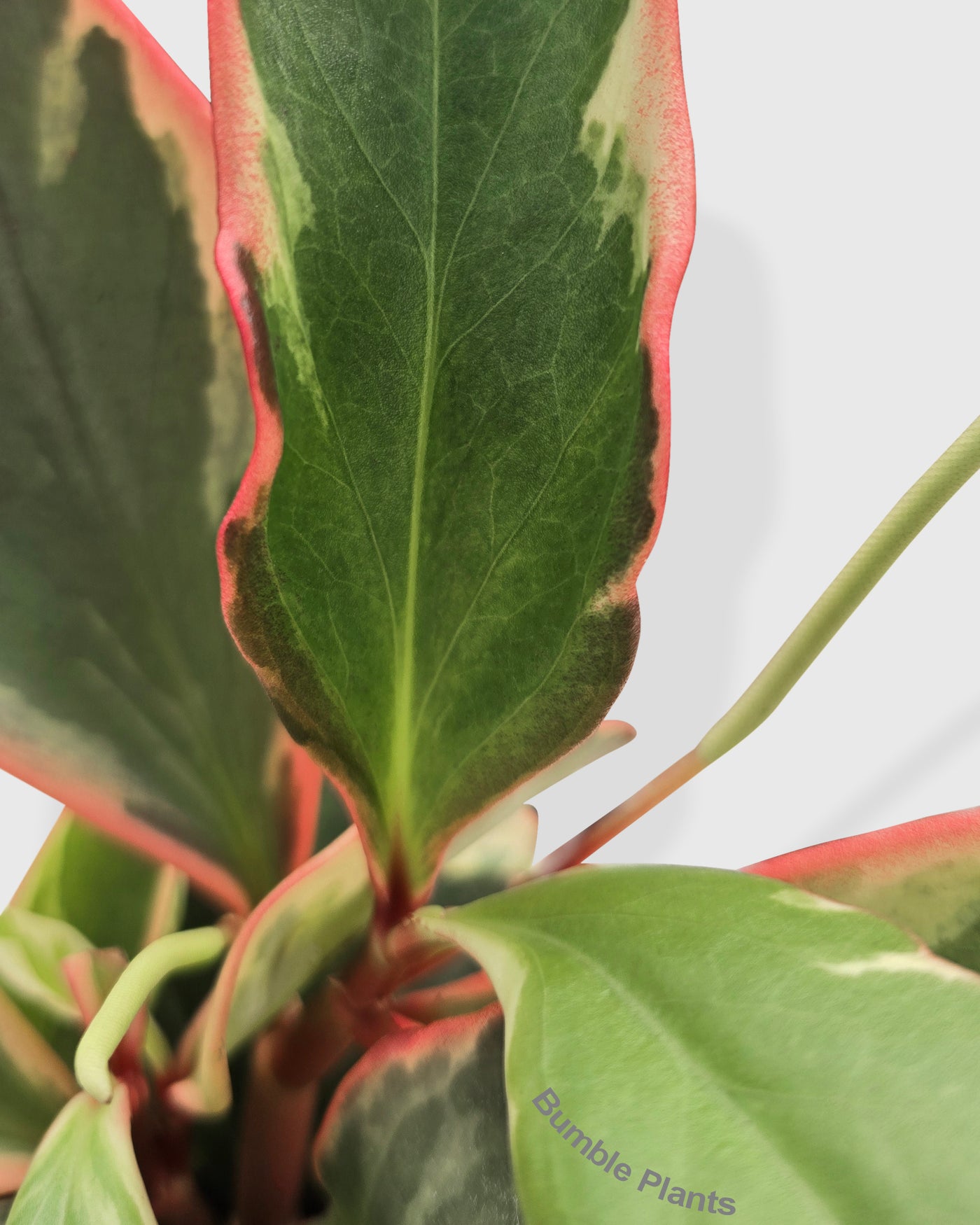 Peperomia Clusiifolia 'Ginny'