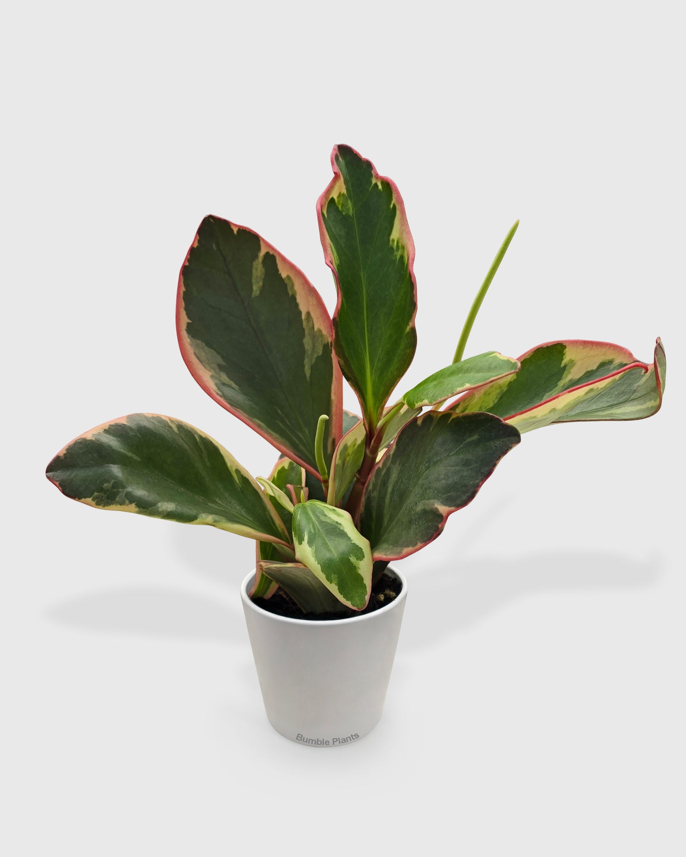 Peperomia Clusiifolia 'Ginny'