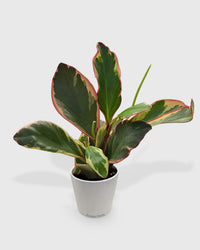 Peperomia Clusiifolia 'Ginny'