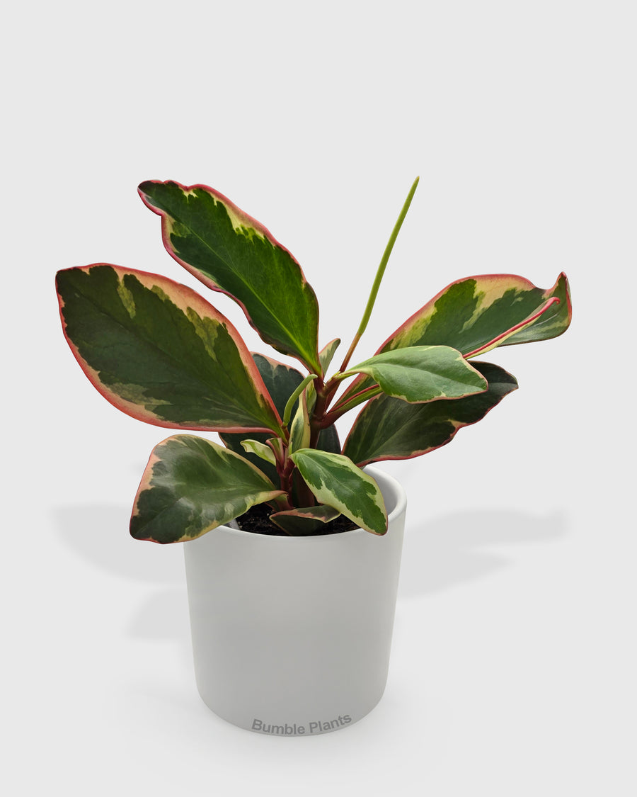 Peperomia Clusiifolia 'Ginny'