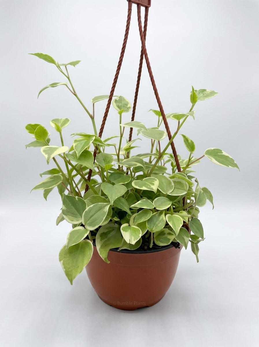 Peperomia Nitida Cupid