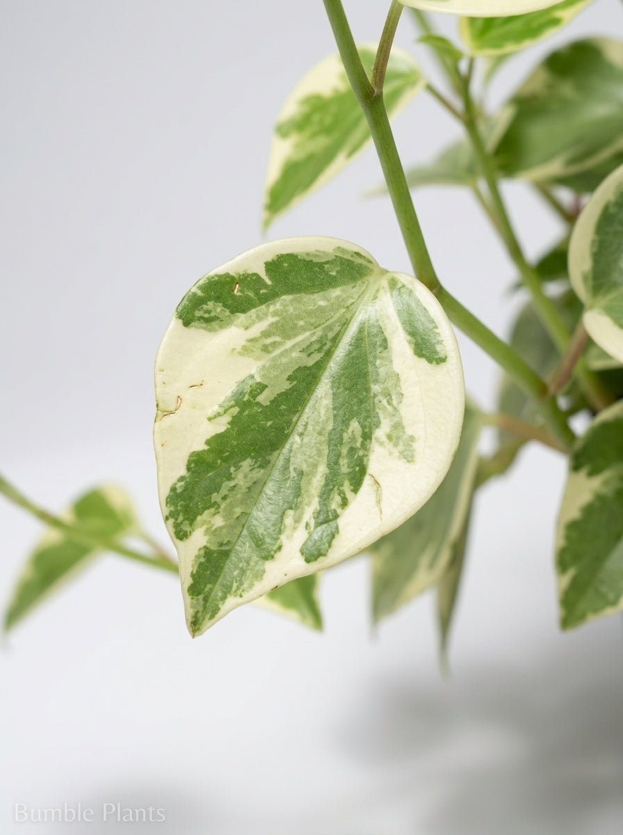 Peperomia Nitida Cupid