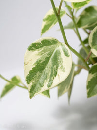 Peperomia Nitida Cupid