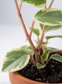 Peperomia Nitida Cupid