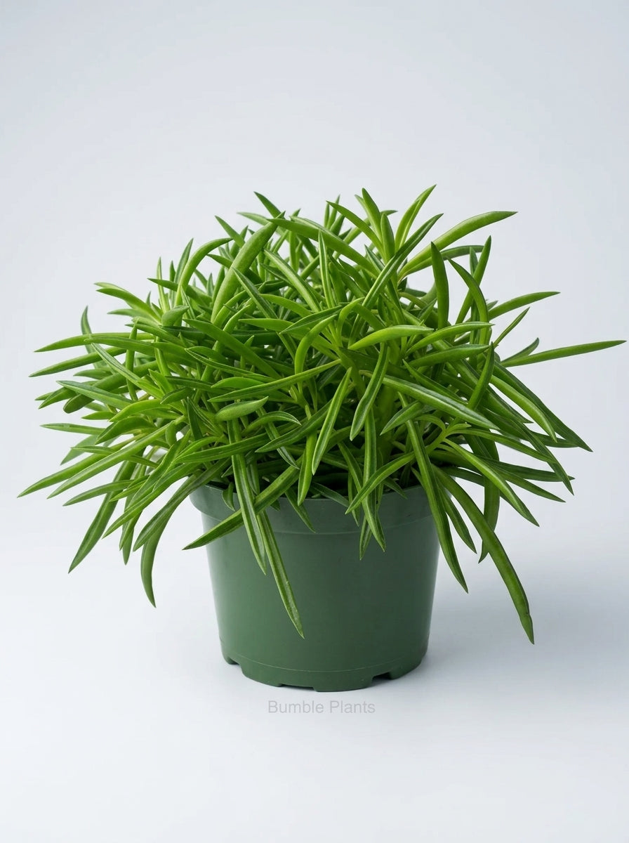 Peperomia Ferreyrae 'Green Bean'