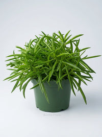 Peperomia Ferreyrae 'Green Bean'