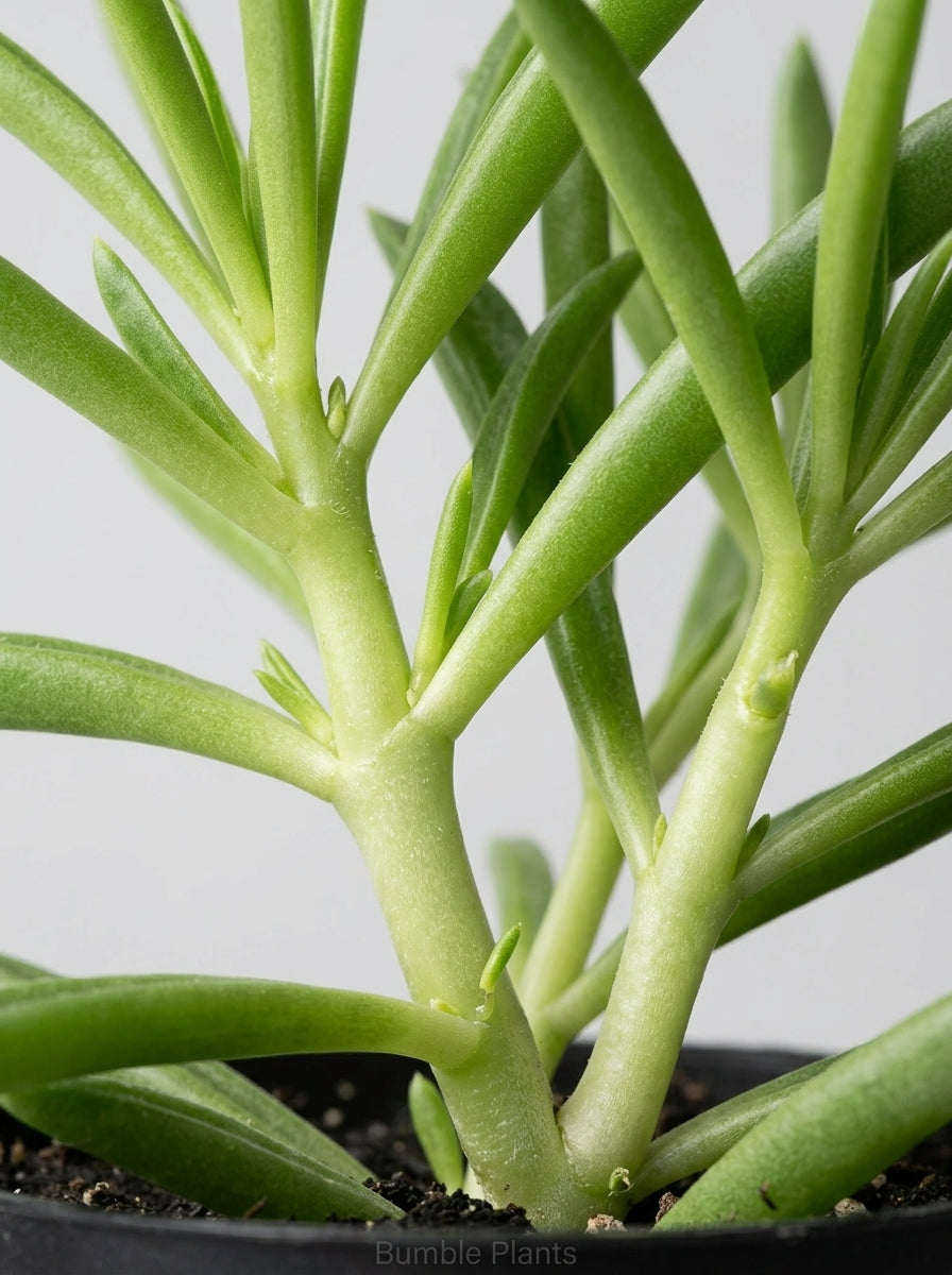 Peperomia Ferreyrae 'Green Bean'