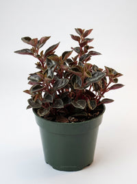 Peperomia 'Metallica'