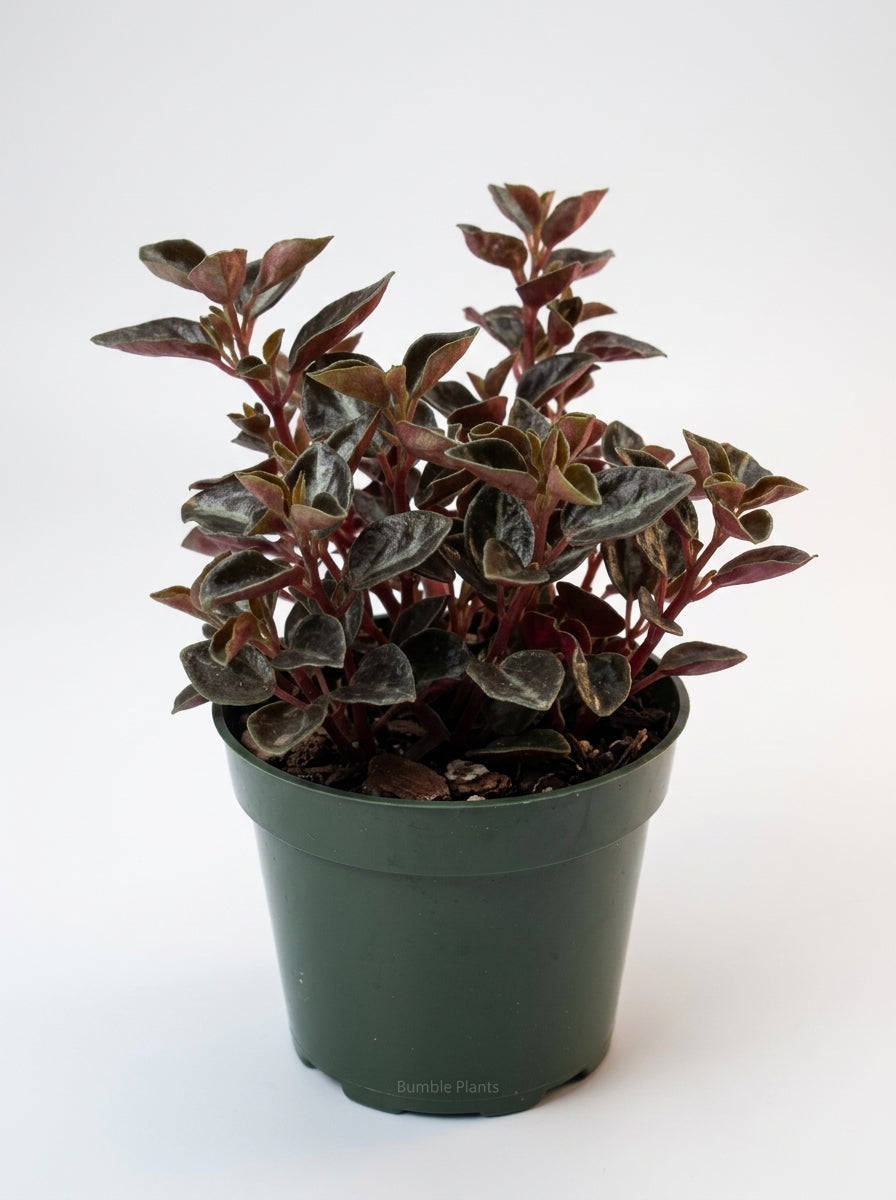 Peperomia 'Metallica'
