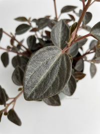 Peperomia 'Metallica'