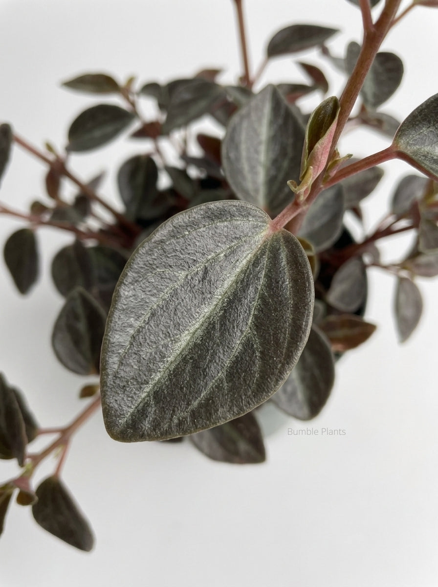 Peperomia 'Metallica'