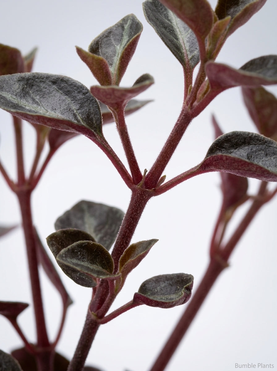 Peperomia 'Metallica'