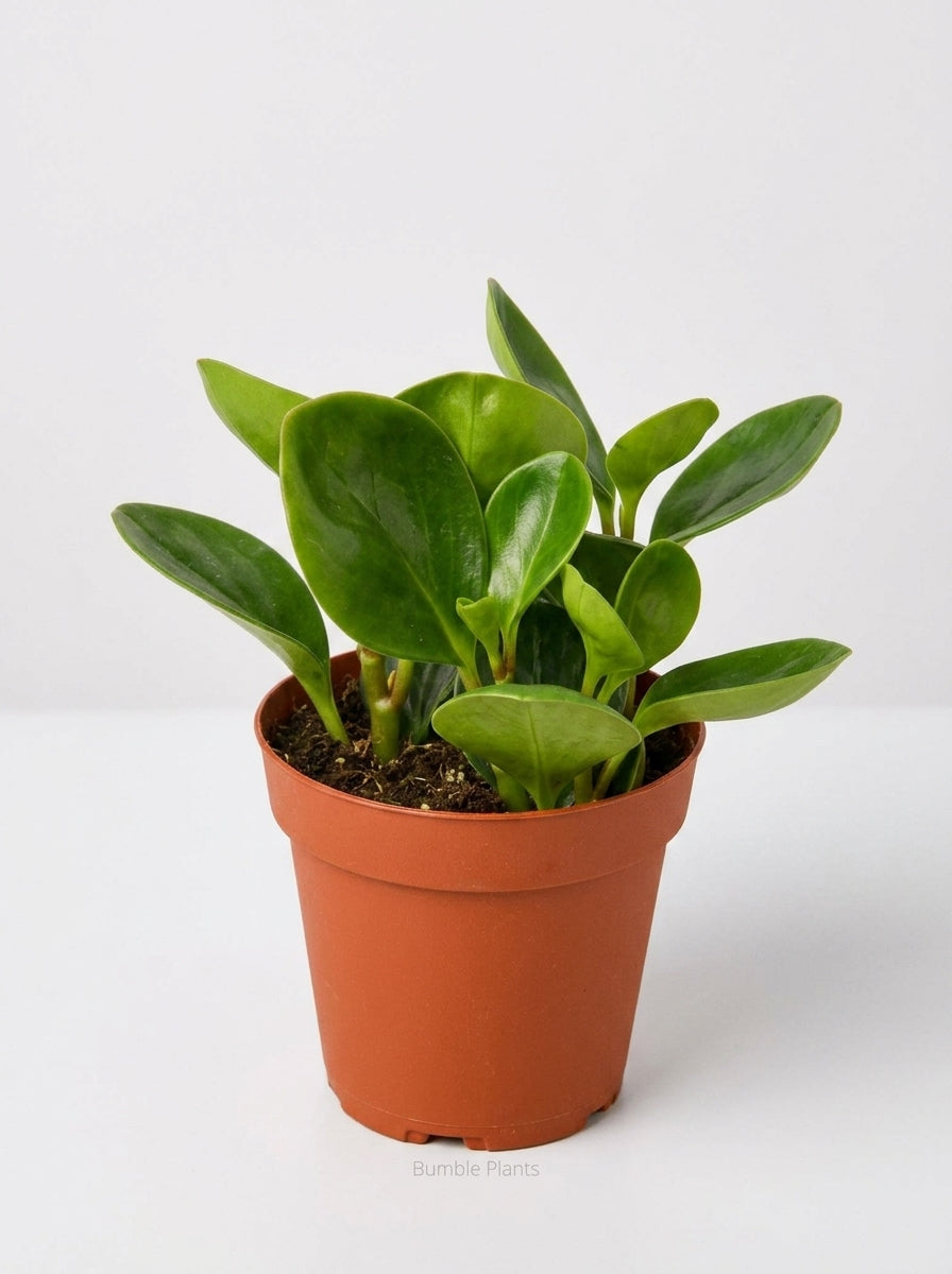 Peperomia Radiator Thailand