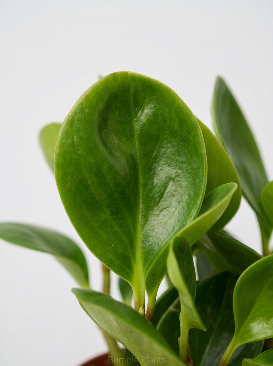 Peperomia Radiator Thailand