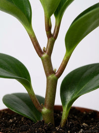 Peperomia Radiator Thailand