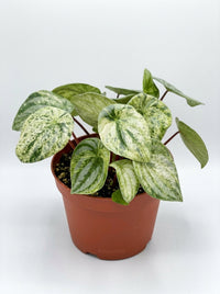 Peperomia Argyreia Watermelon Variegated