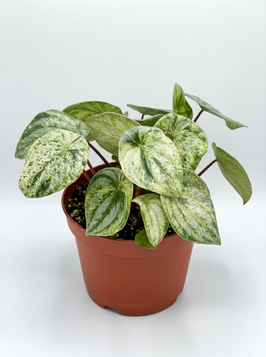 Peperomia Argyreia Watermelon Variegated
