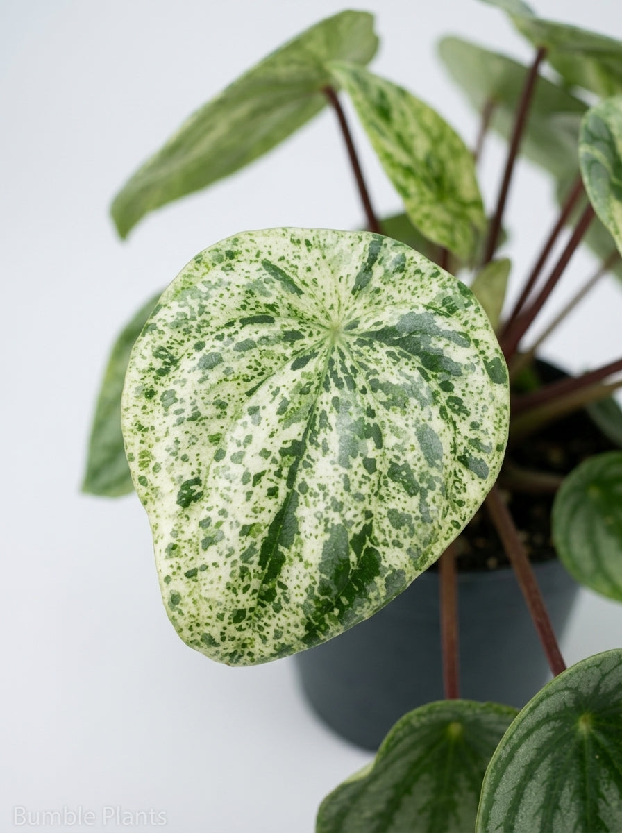 Peperomia Argyreia Watermelon Variegated