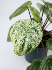 Peperomia Argyreia Watermelon Variegated
