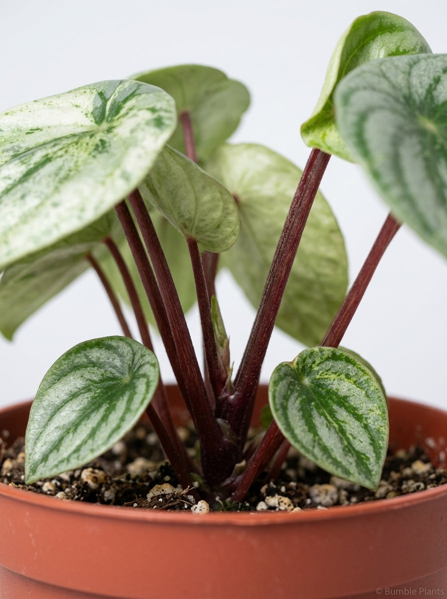 Peperomia Argyreia Watermelon Variegated