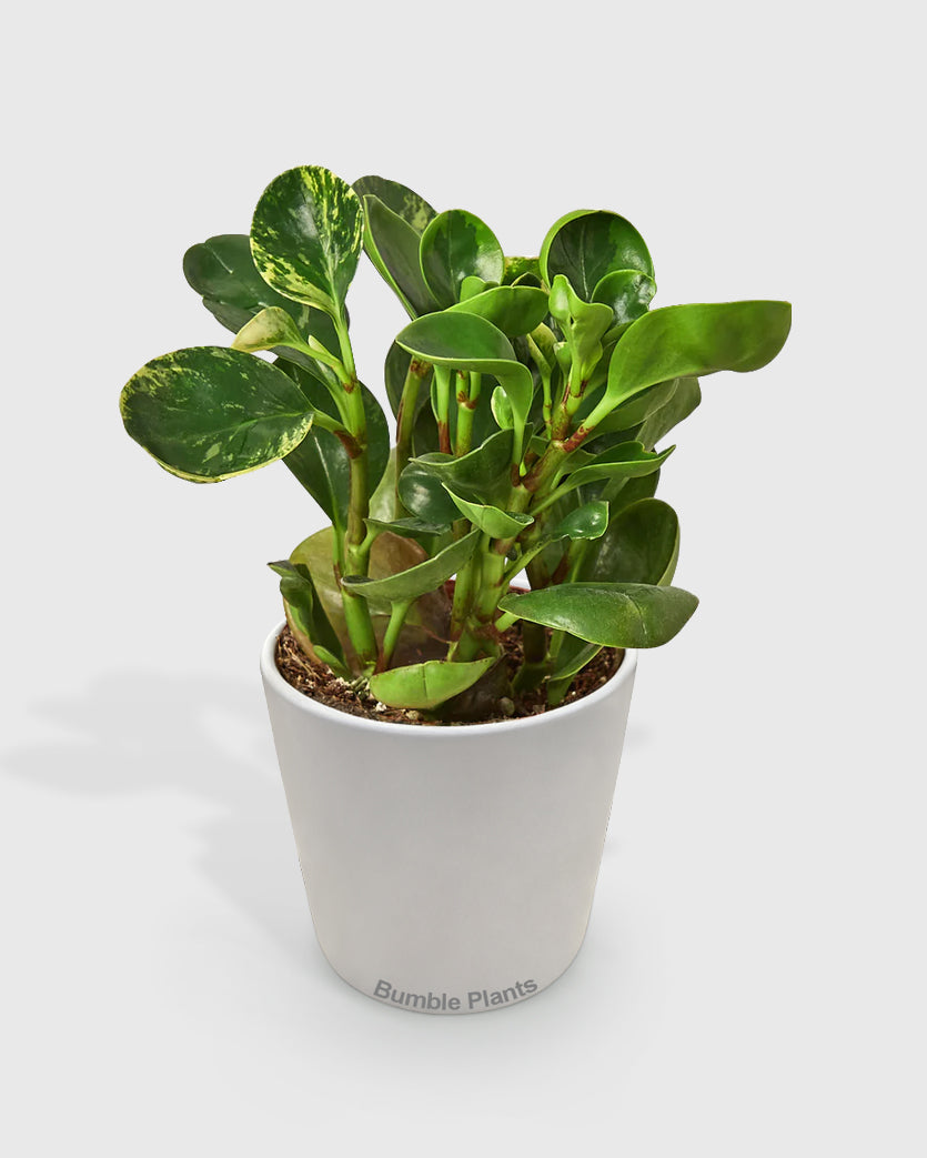Peperomia 'Marble'