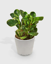 Peperomia 'Marble'