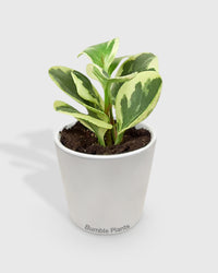 Peperomia 'Marble'