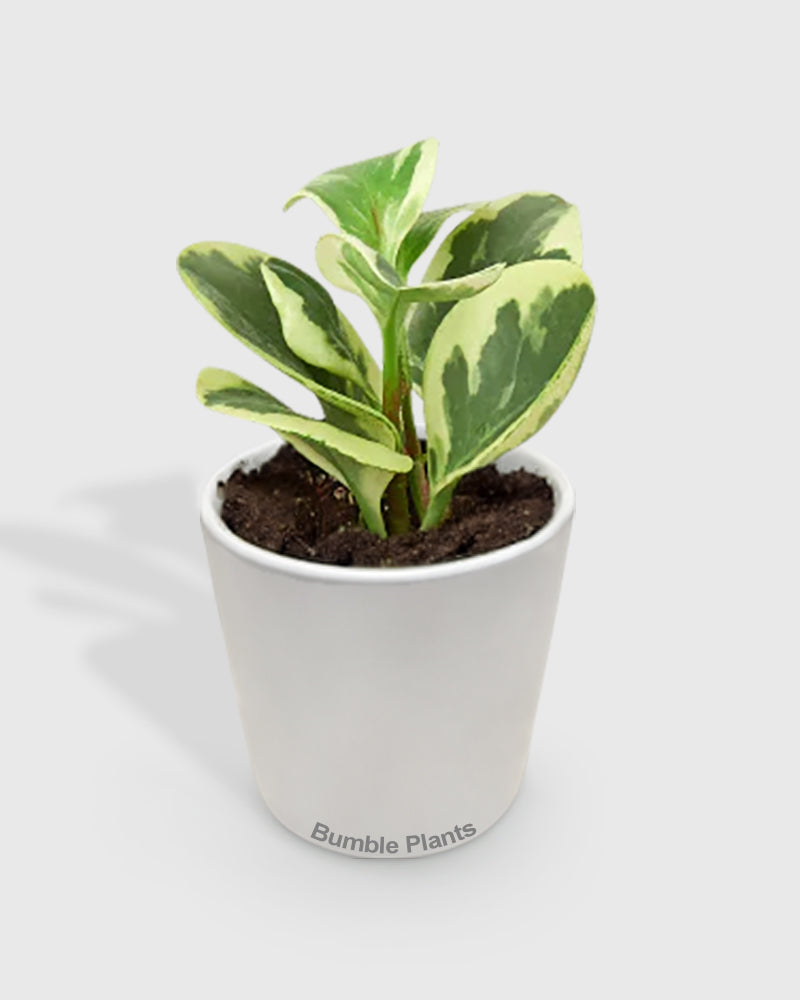 Peperomia 'Marble'