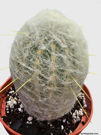 Peruvian Old Man Cactus - Bumble Plants