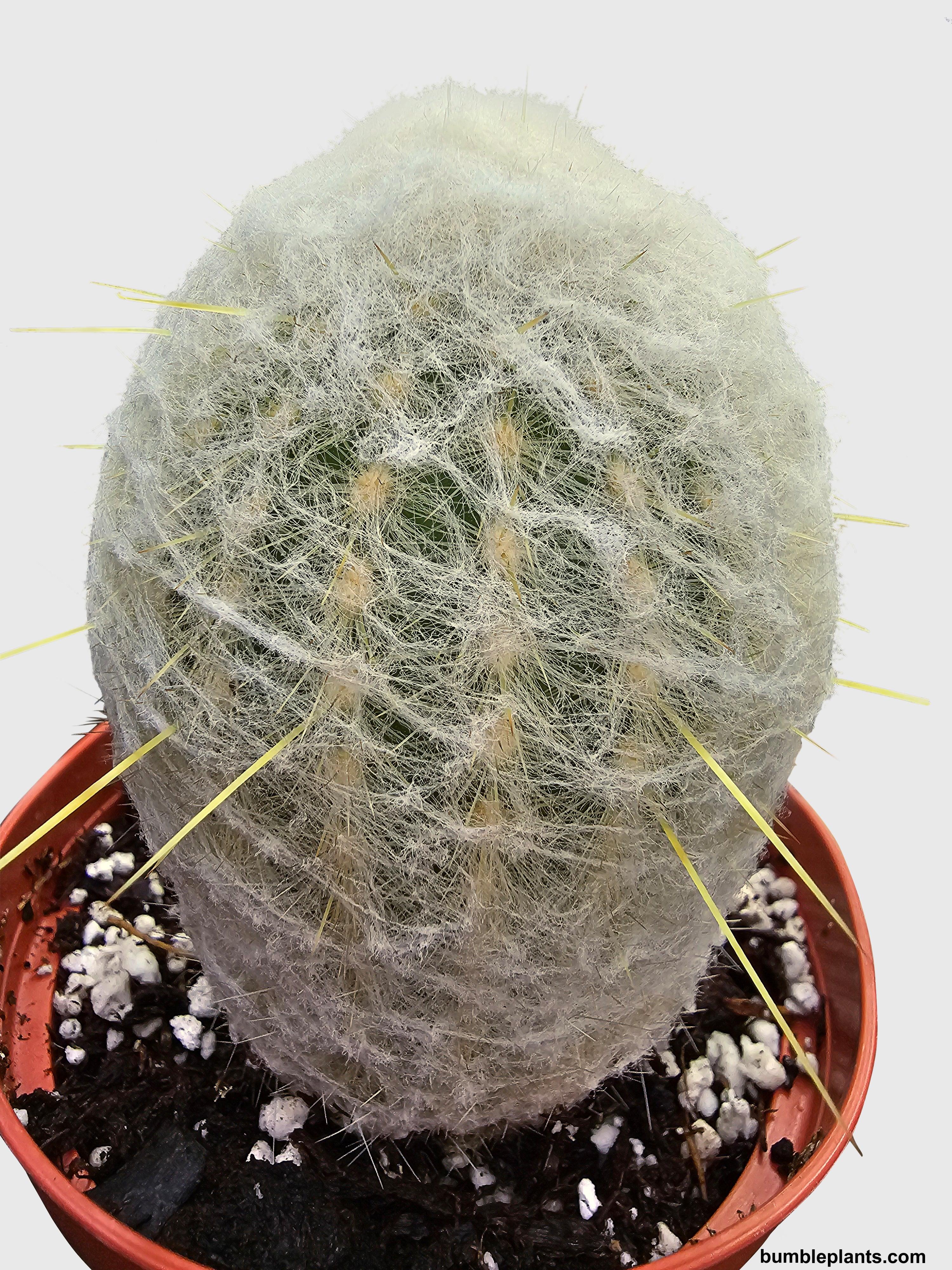 Peruvian Old Man Cactus - Bumble Plants