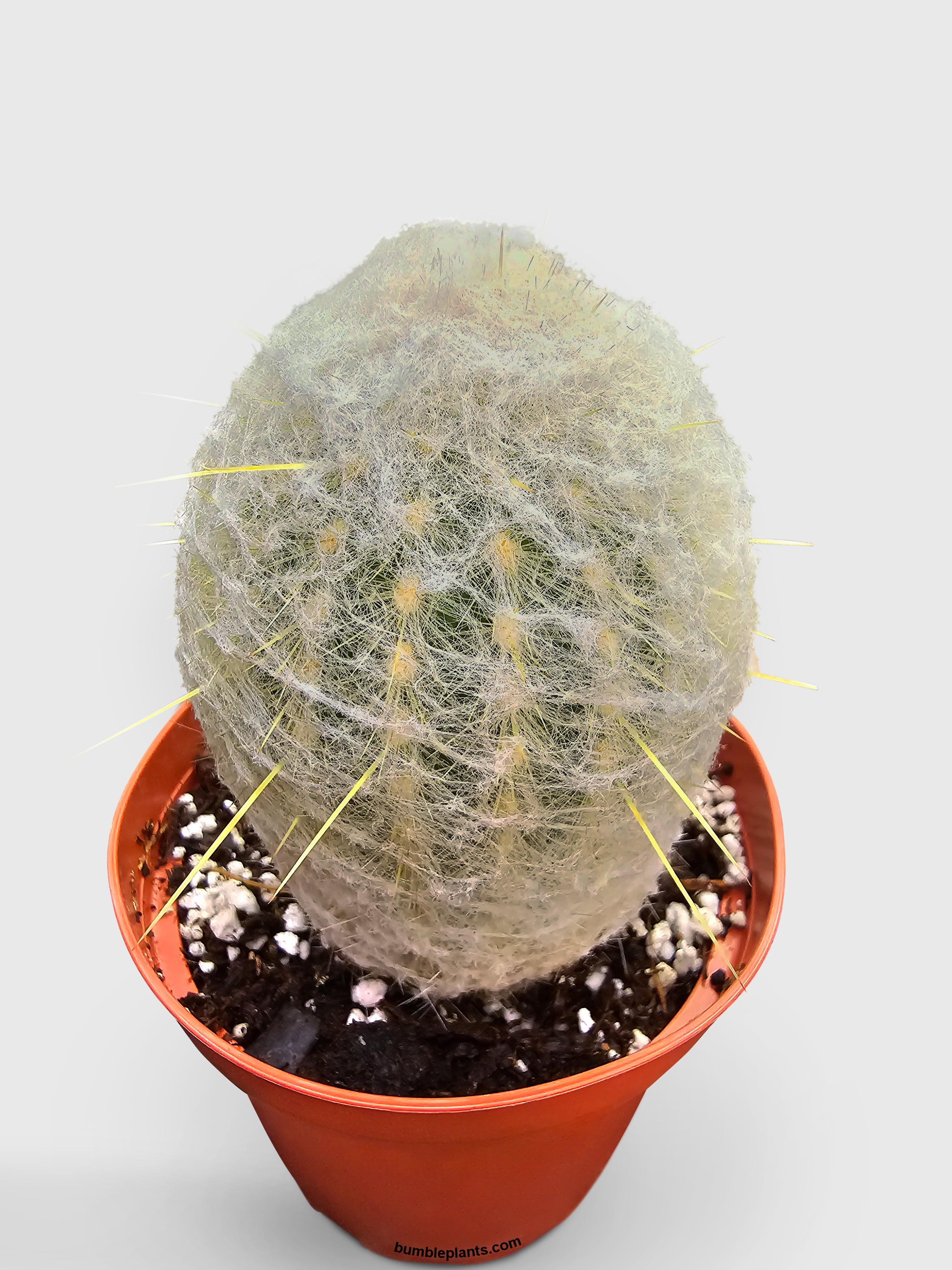 Peruvian Old Man Cactus - Bumble Plants