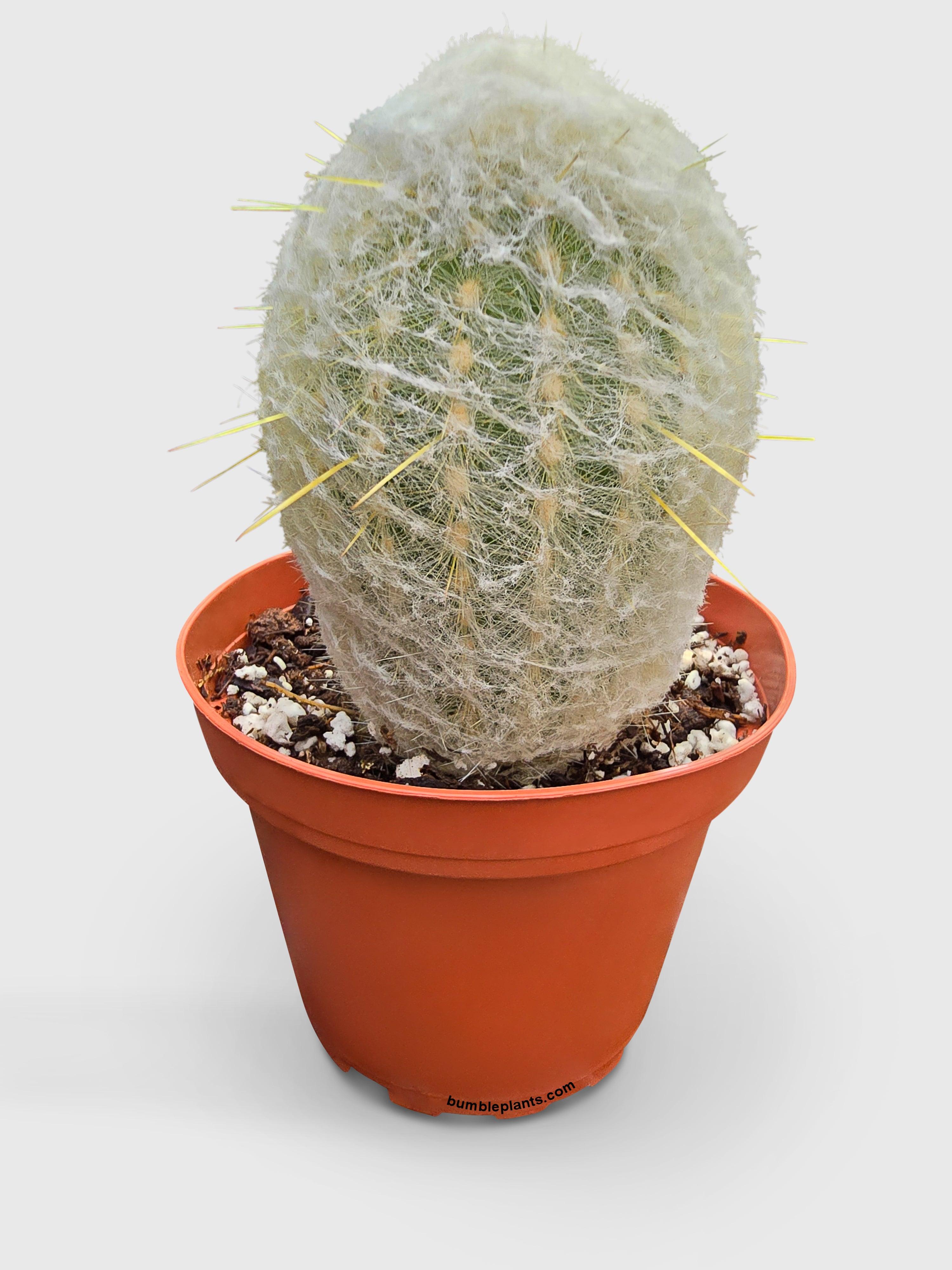 Peruvian Old Man Cactus - Bumble Plants