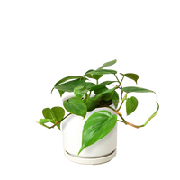 Philodendron Cordatum Heartleaf