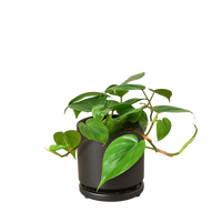 Philodendron Cordatum Heartleaf