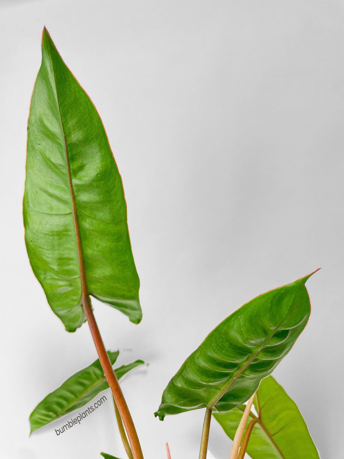 philodendron billy Rare Billietiae Philodendron