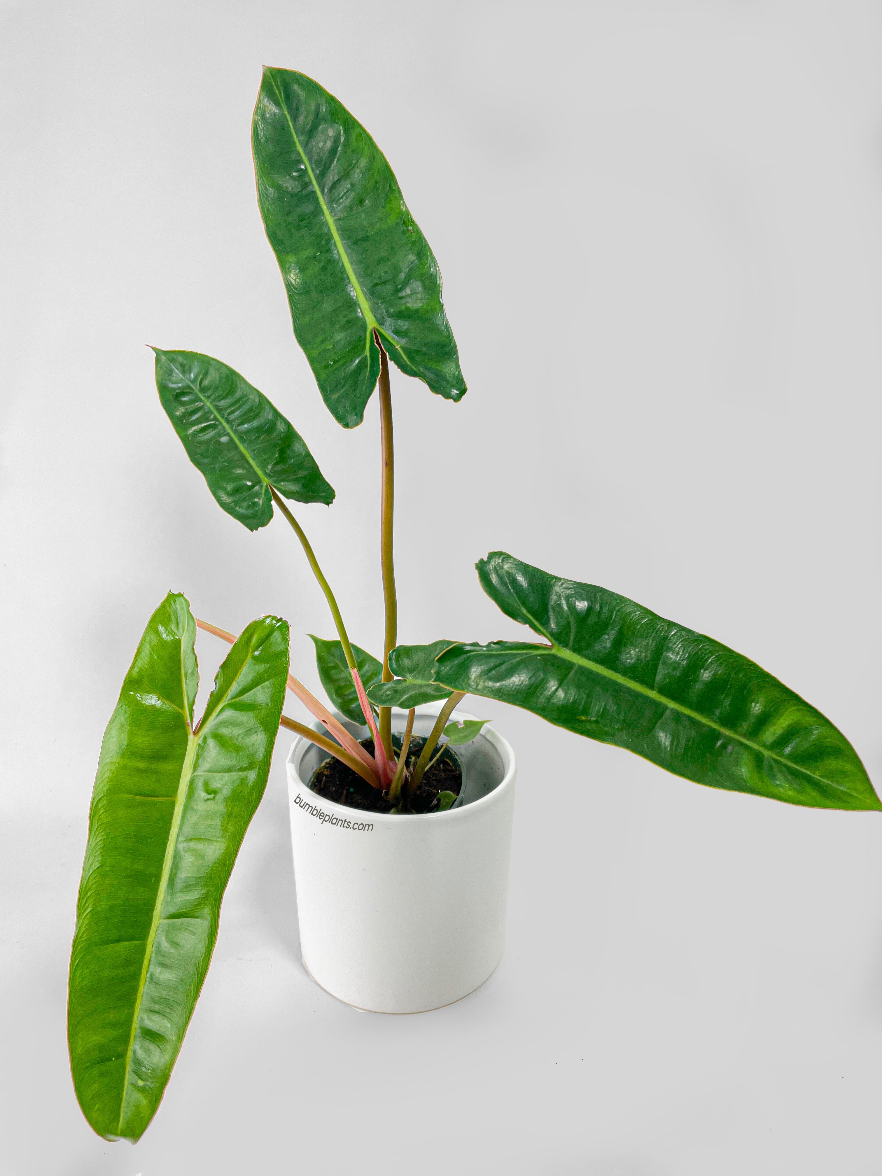 Philodendron 'Billietiae'