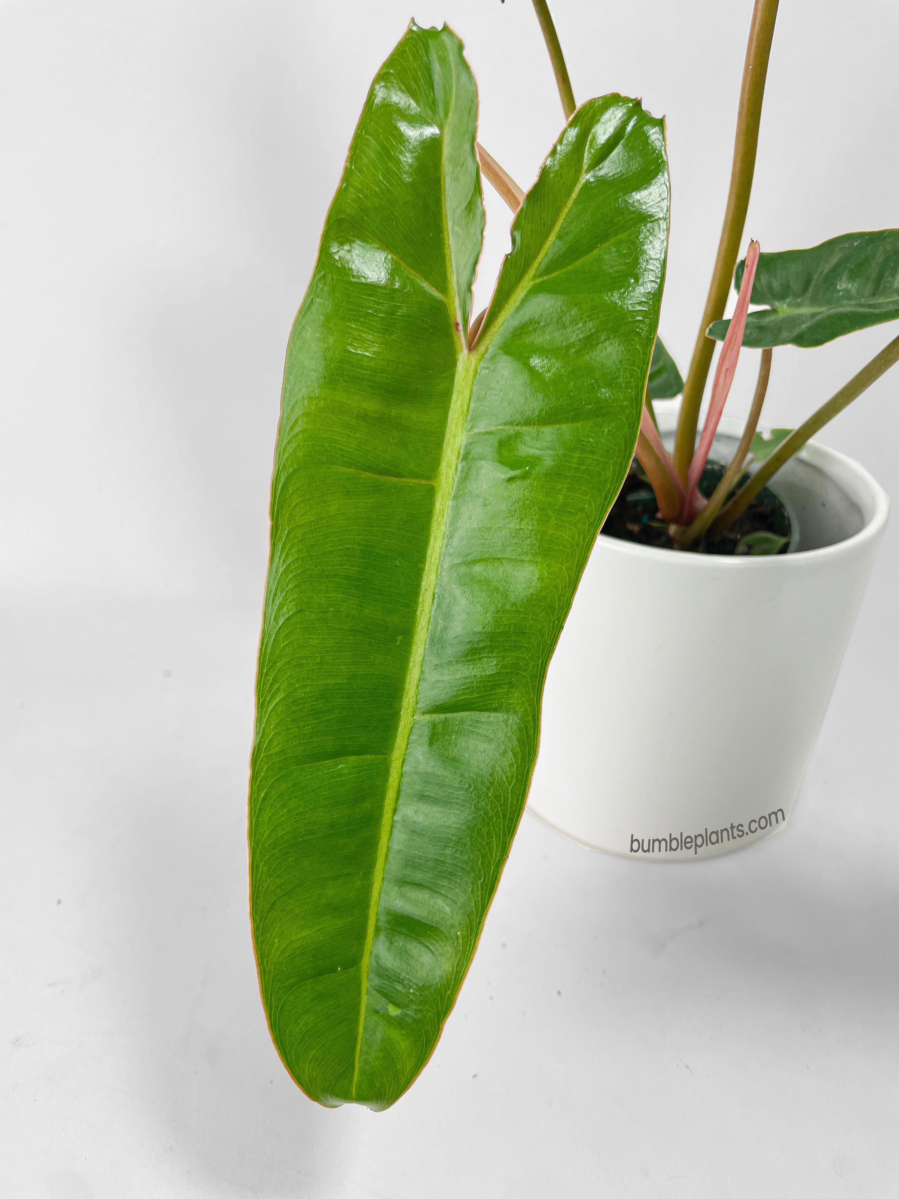 Philodendron 'Billietiae'