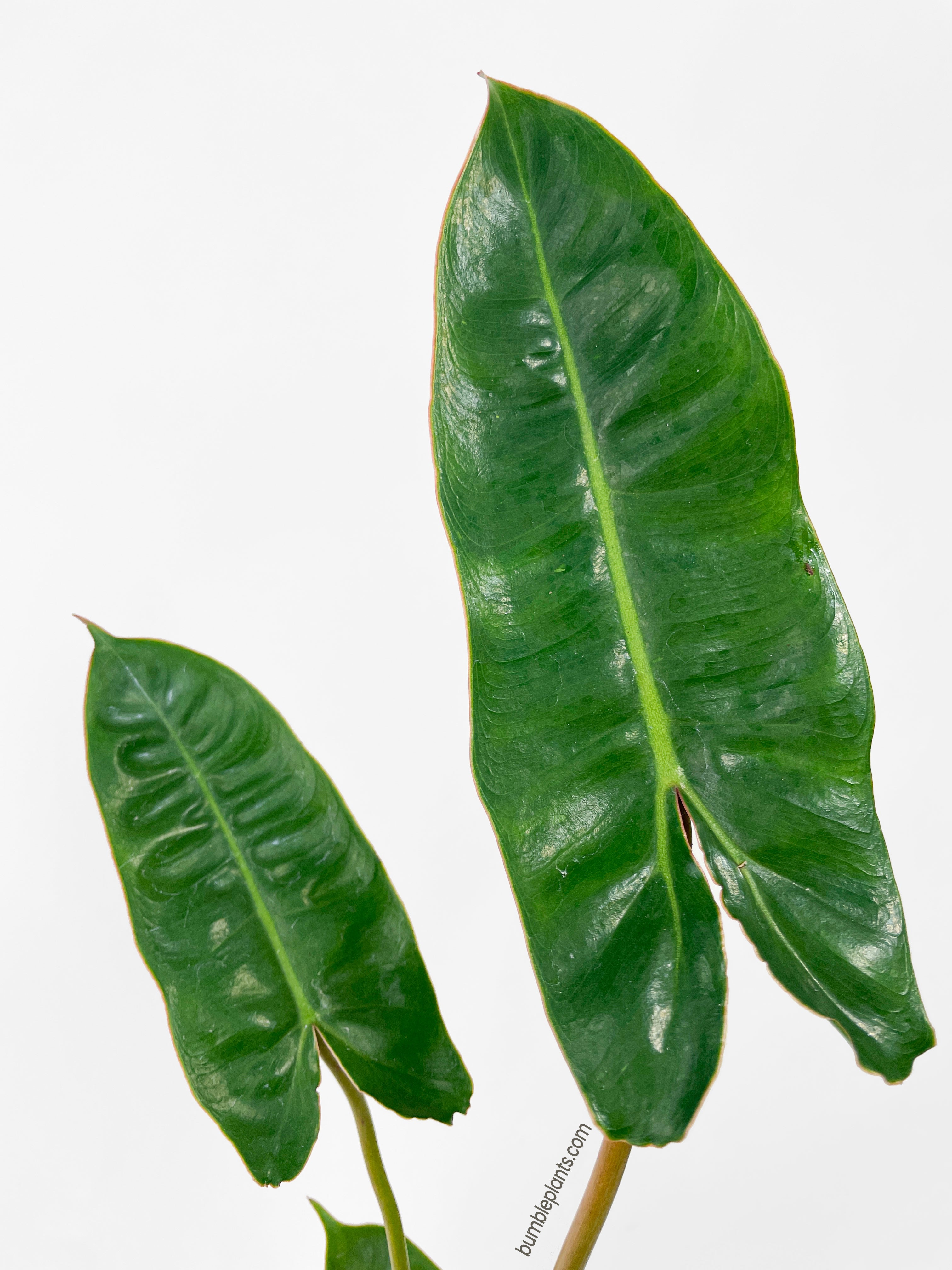 Philodendron 'Billietiae'