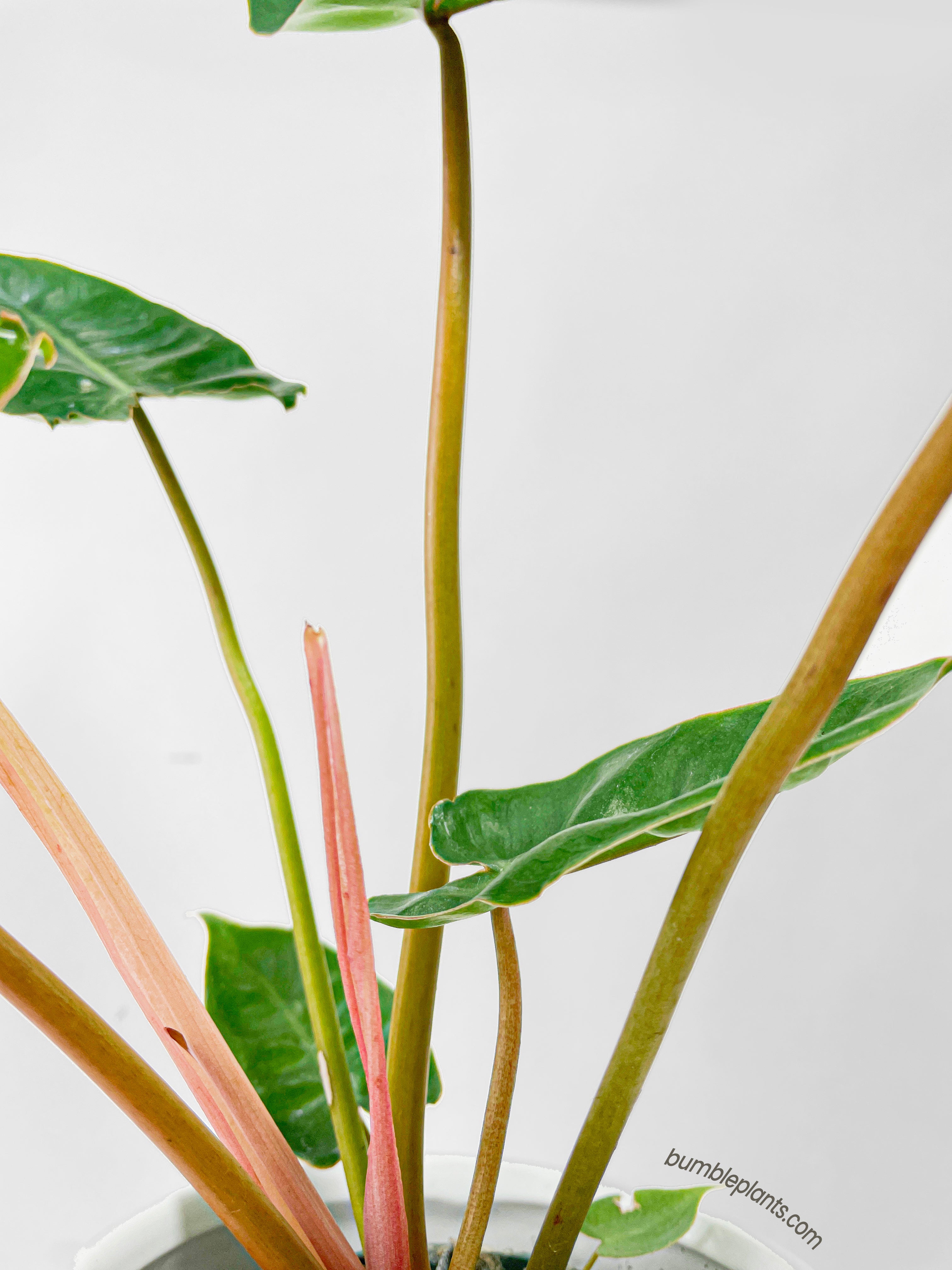 Philodendron 'Billietiae'