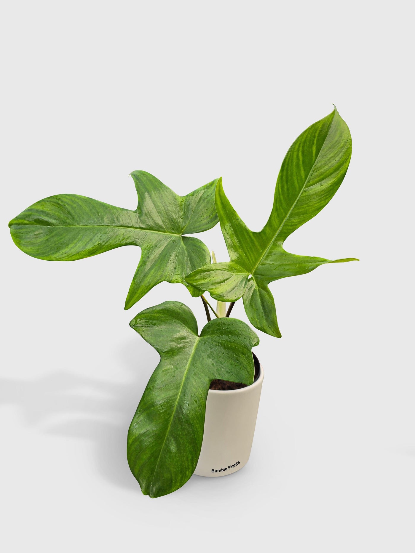 florida green philodendron Philodendron Florida Green Beauty