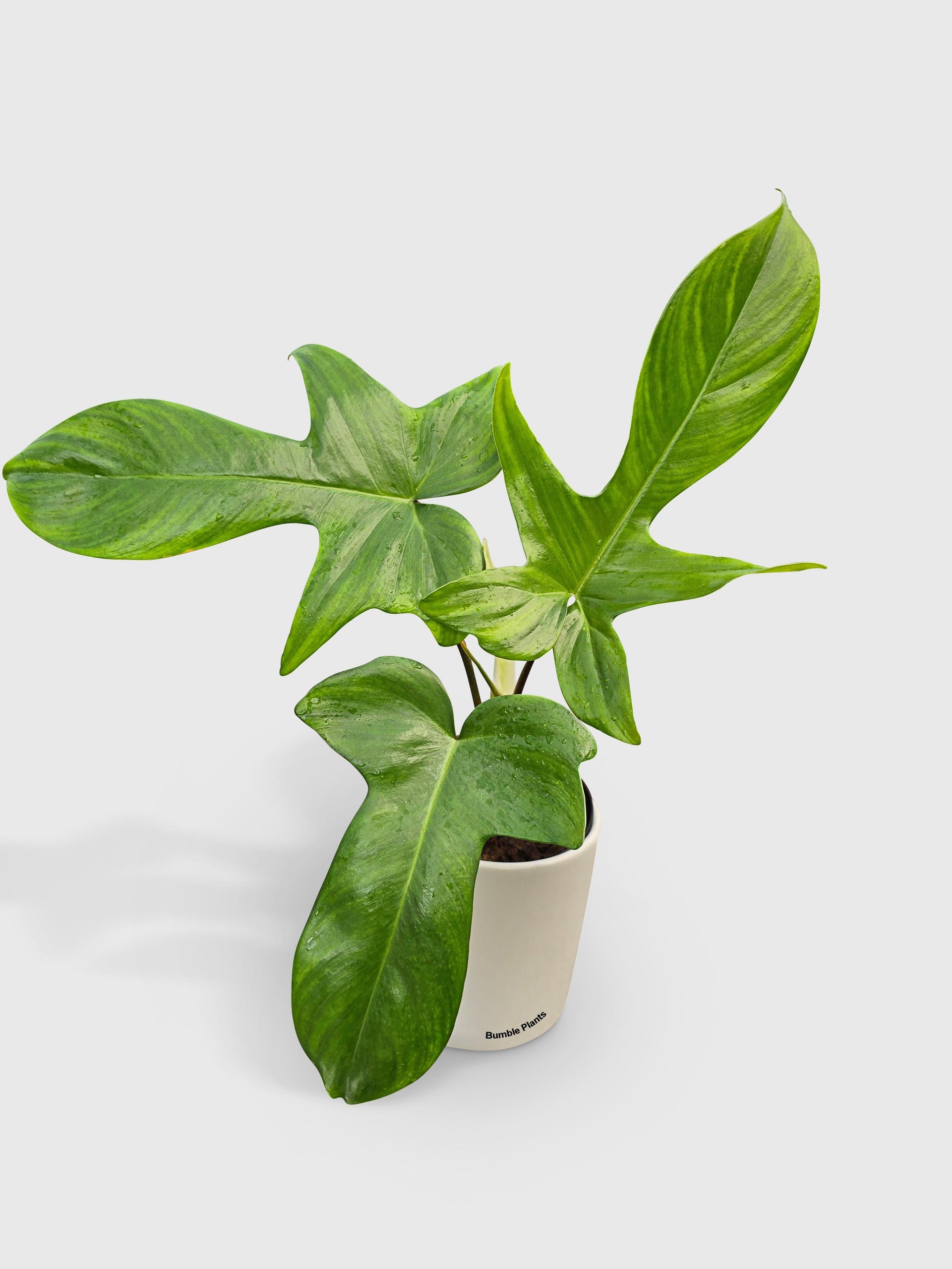 Philodendron Florida Green Beauty | Live Houseplant Online  Bumble Plants