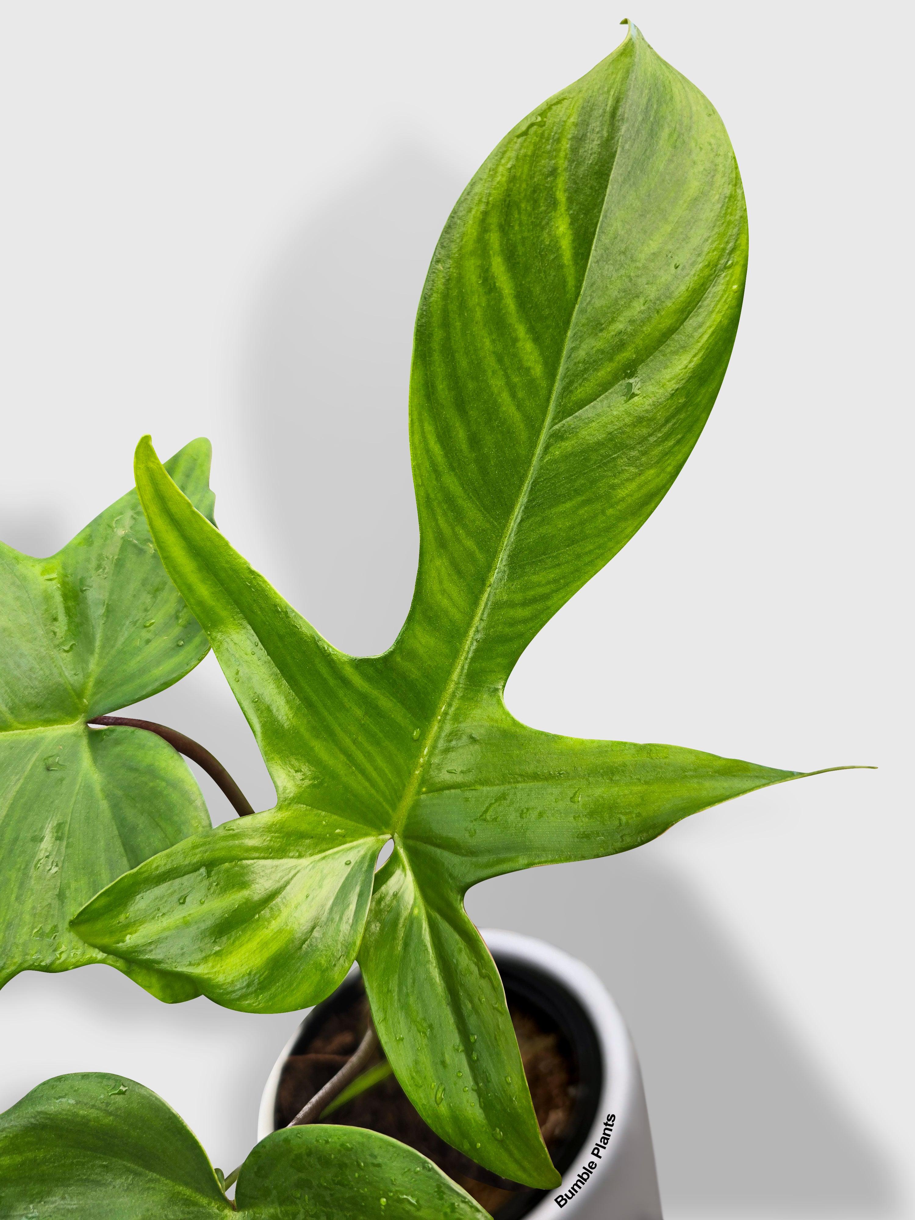 Bumble Plants Philodendron Florida Beauty
