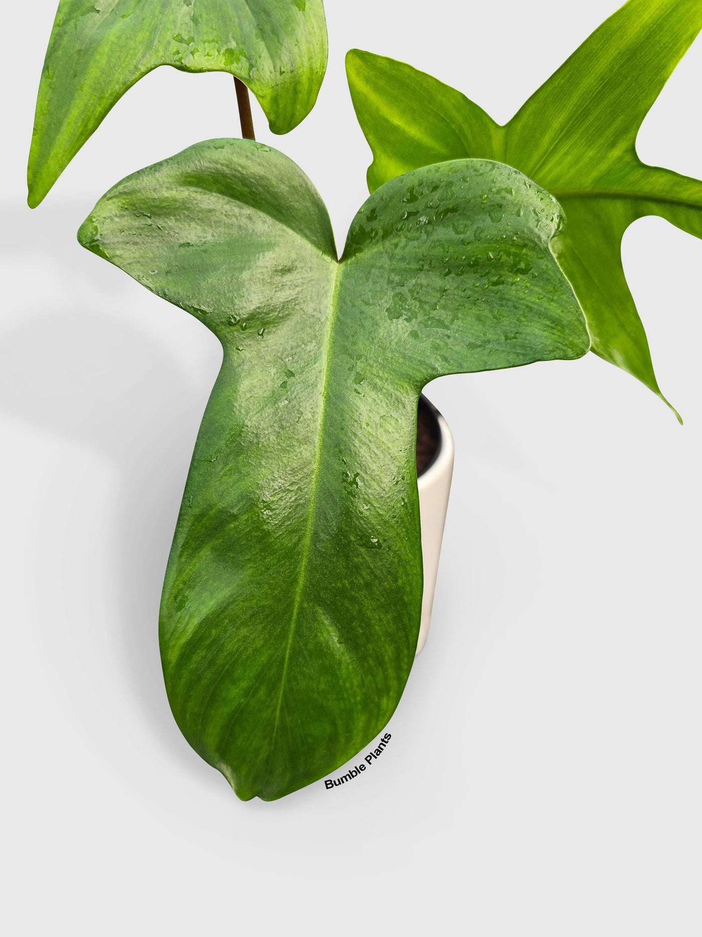 philodendron florida beauty uk Philodendron Florida Green Beauty