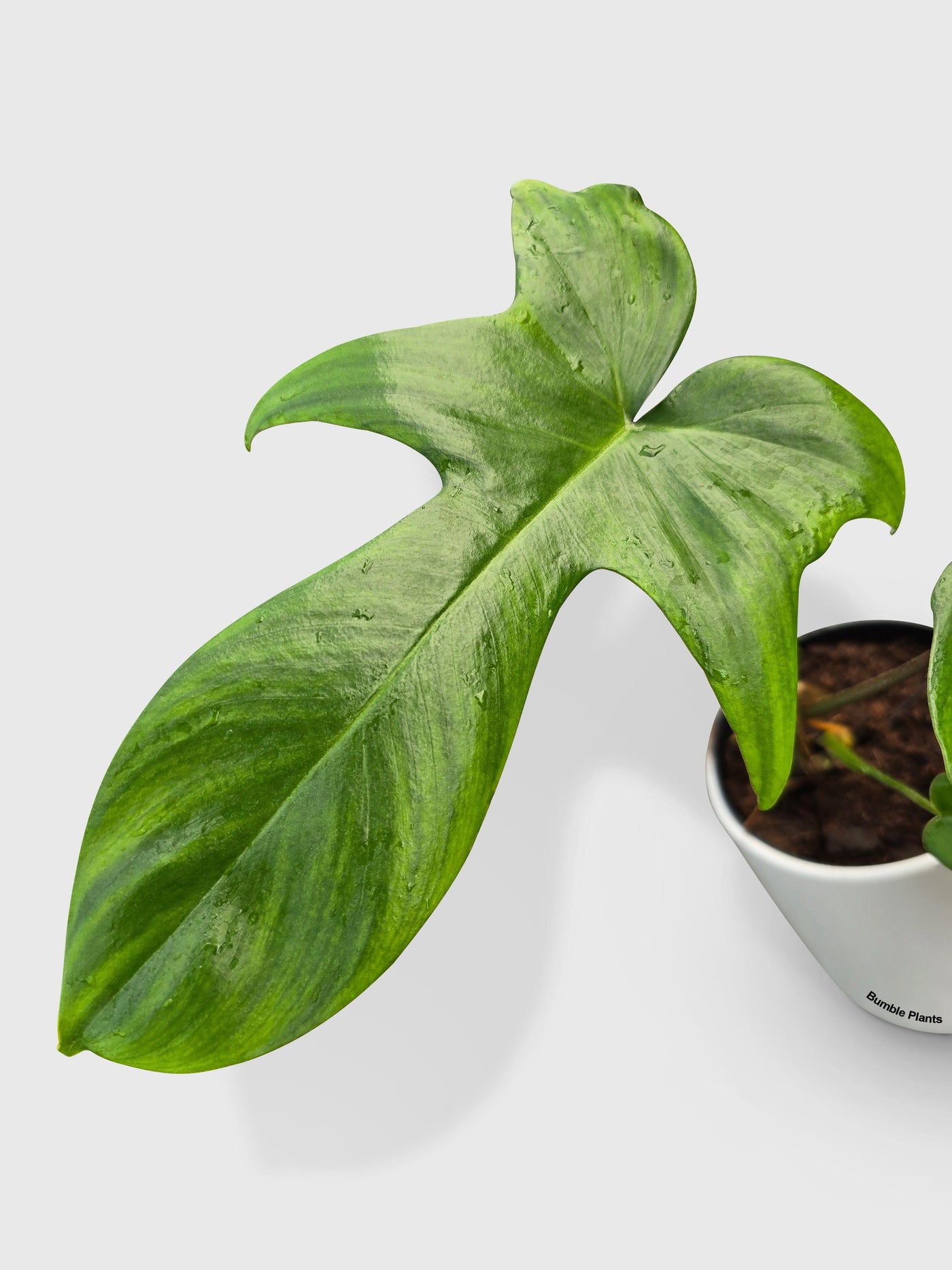 philodendron florida alba beauty Philodendron Florida Green Beauty