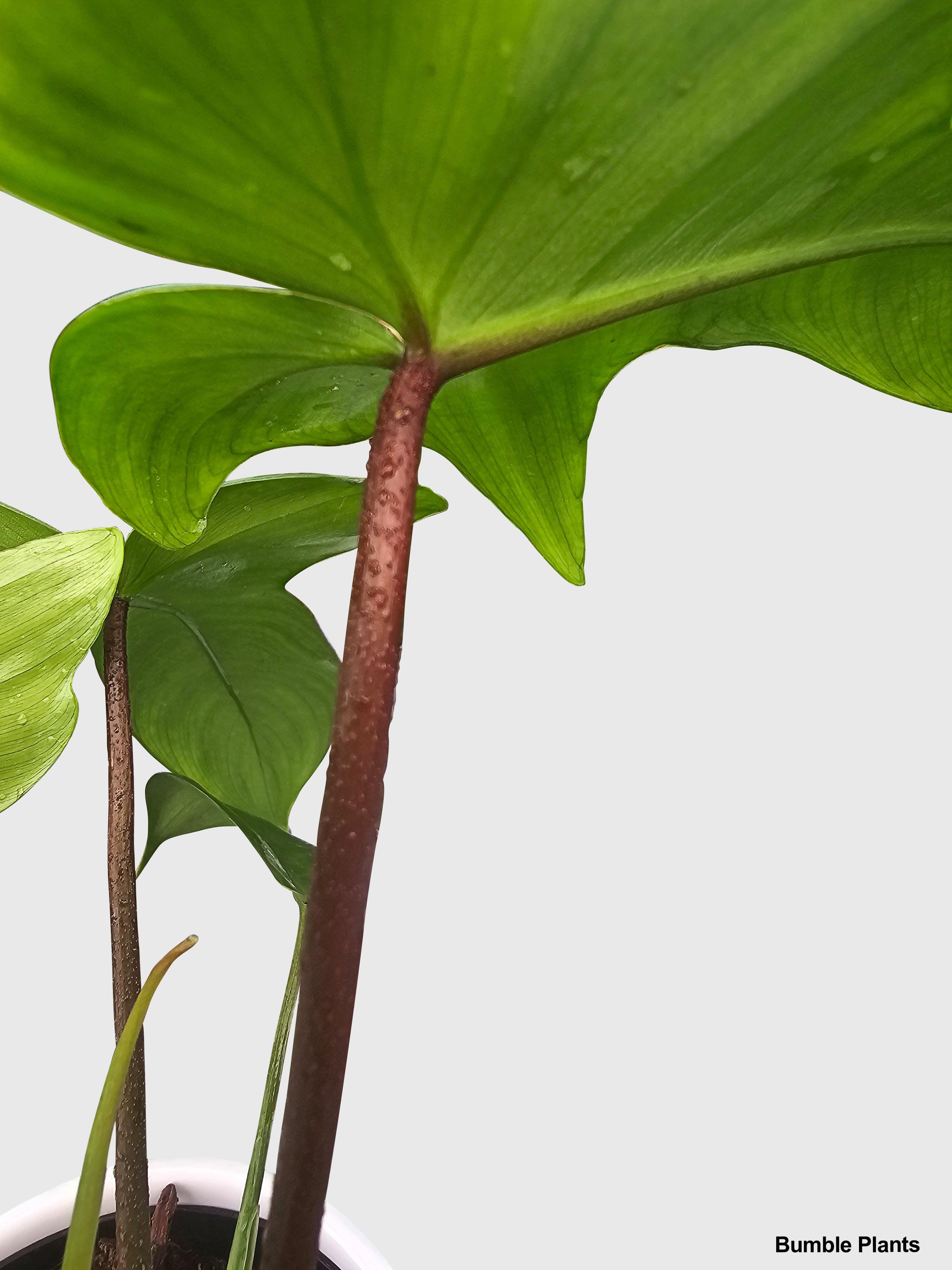 Bumble Plants Philodendron Florida Beauty - Thumbnail 5