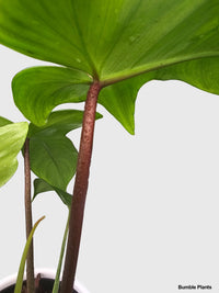 philodendron green beauty Philodendron Florida Green Beauty
