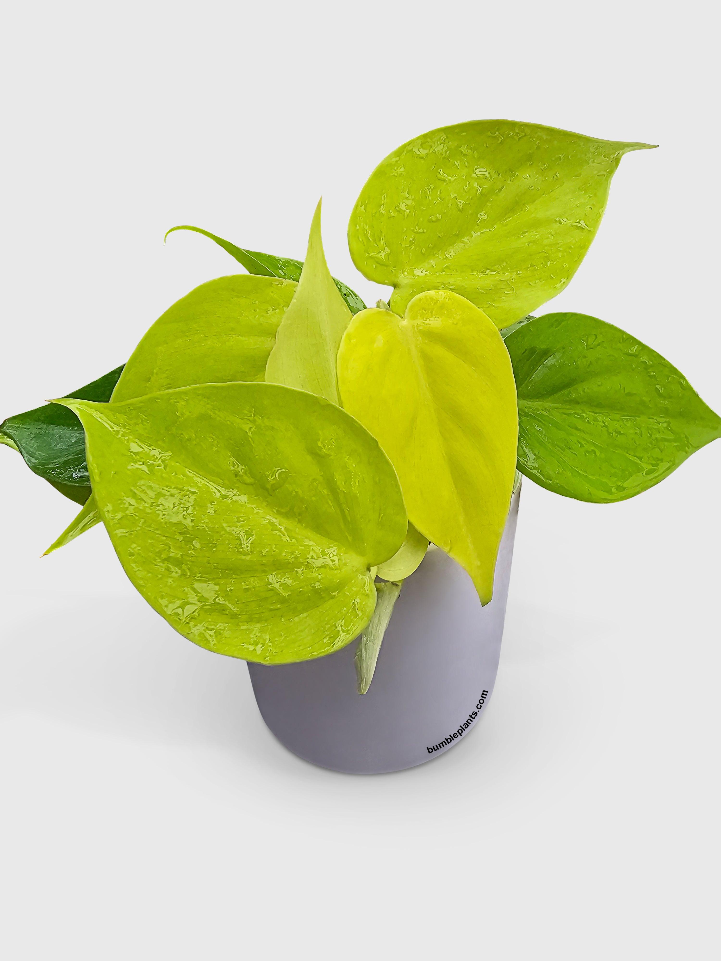 Philodendron Heartleaf Hederaceum Lemon Lime - Bumble Plants