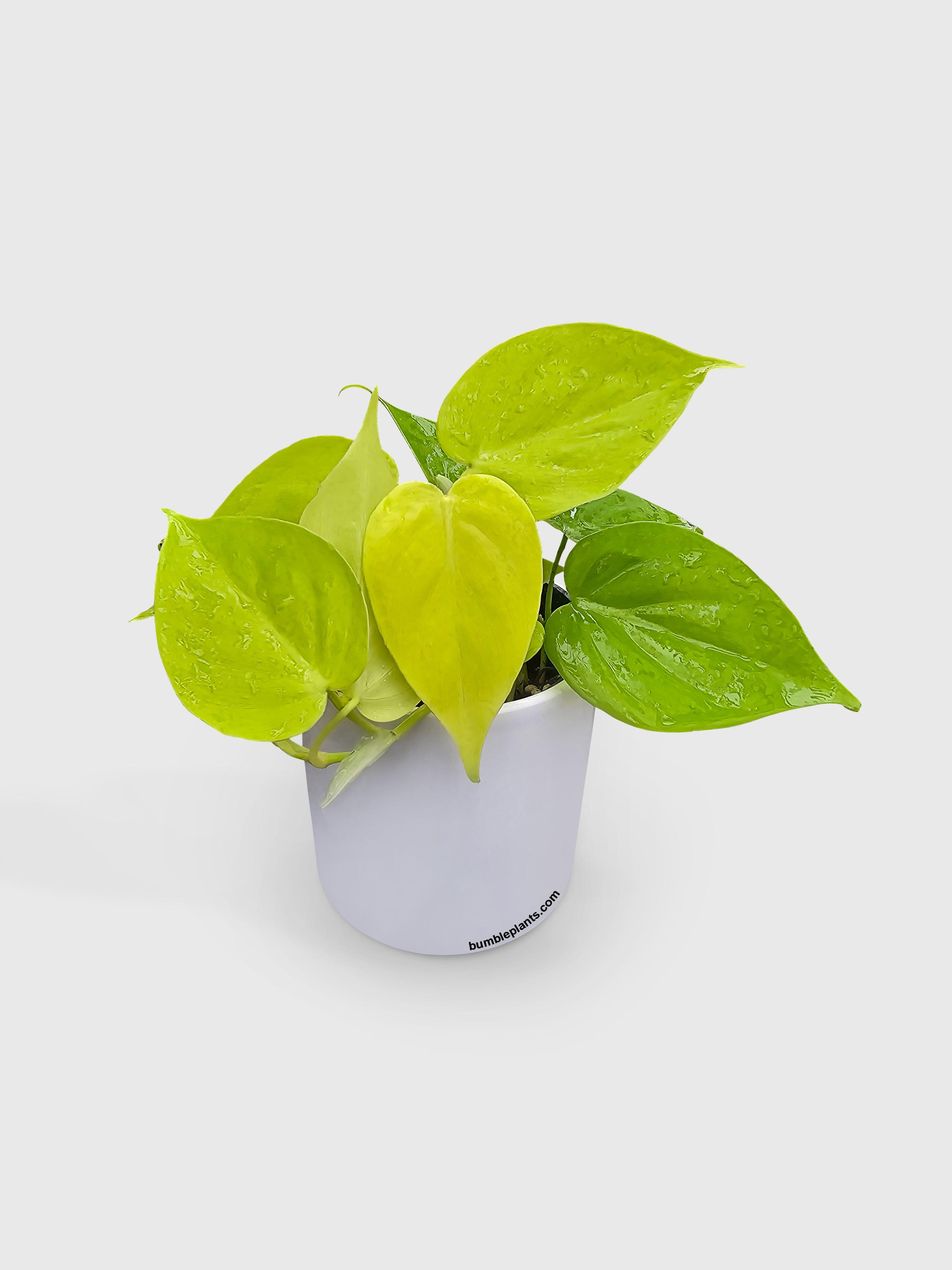 Philodendron Heartleaf Hederaceum Lemon Lime - Bumble Plants